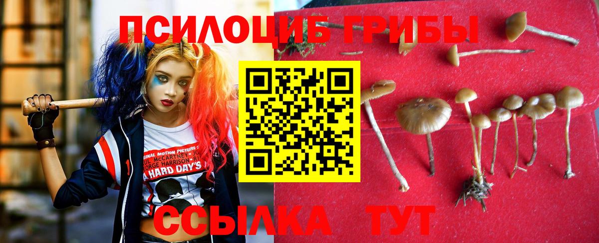 Псилоцибиновые грибы Cubensis Ставрополь